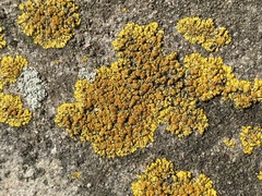 Teloschistaceae