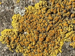 Teloschistaceae