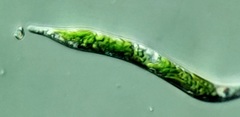 Euglena mutabilis