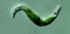 Euglena mutabilis