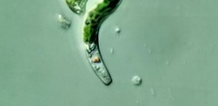 Euglena mutabilis