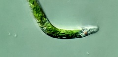 Euglena mutabilis