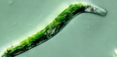 Euglena mutabilis