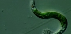Euglena mutabilis