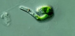 Euglena mutabilis