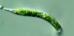 Euglena mutabilis