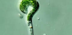 Euglena mutabilis