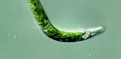 Euglena mutabilis