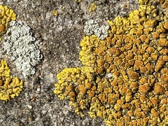 Teloschistaceae