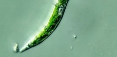 Euglena mutabilis