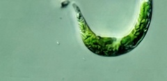 Euglena mutabilis