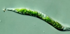 Euglena mutabilis