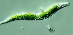 Euglena mutabilis