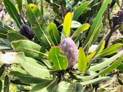 Protea