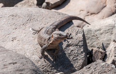 Gallotia stehlini