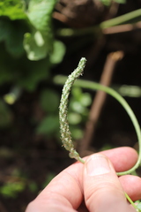 Plantago palmata