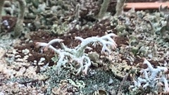 Cladonia rangiferina
