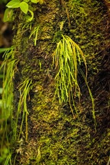 Psilotum complanatum