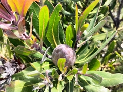 Protea