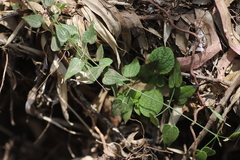 Rubia cordifolia