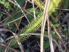 Lycopodiella