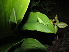 Schistocerca pallens