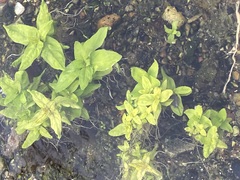 Magnoliopsida