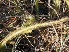 Lycopodiella