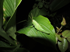 Schistocerca pallens