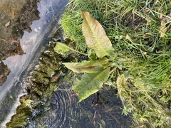 Rumex hydrolapathum
