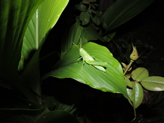 Schistocerca pallens