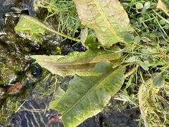 Rumex hydrolapathum