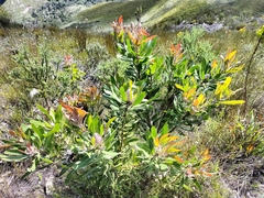 Protea
