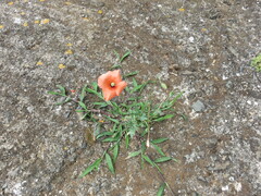 Papaver rhoeas