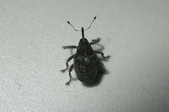 Ceutorhynchus pallidactylus