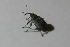 Ceutorhynchus pallidactylus