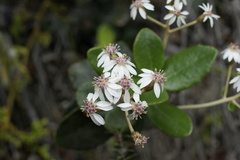 Olearia allomii