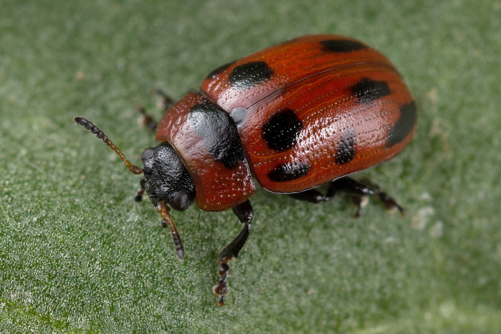 Gonioctena viminalis (Gonioctena viminalis)