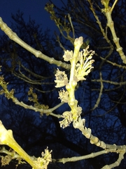 Fraxinus angustifolia