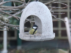 Parus major