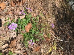 Glandularia canadensis