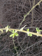 Lycium barbarum