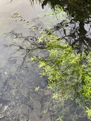 Magnoliopsida