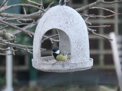 Parus major