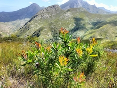 Protea