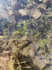 Magnoliopsida