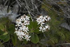 Olearia allomii