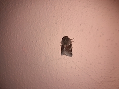 Eriogaster lanestris