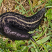 Ash-black Slug - Photo (c) Nikolai Vladimirov, some rights reserved (CC BY-NC), uploaded by Nikolai Vladimirov