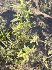 Magnoliopsida